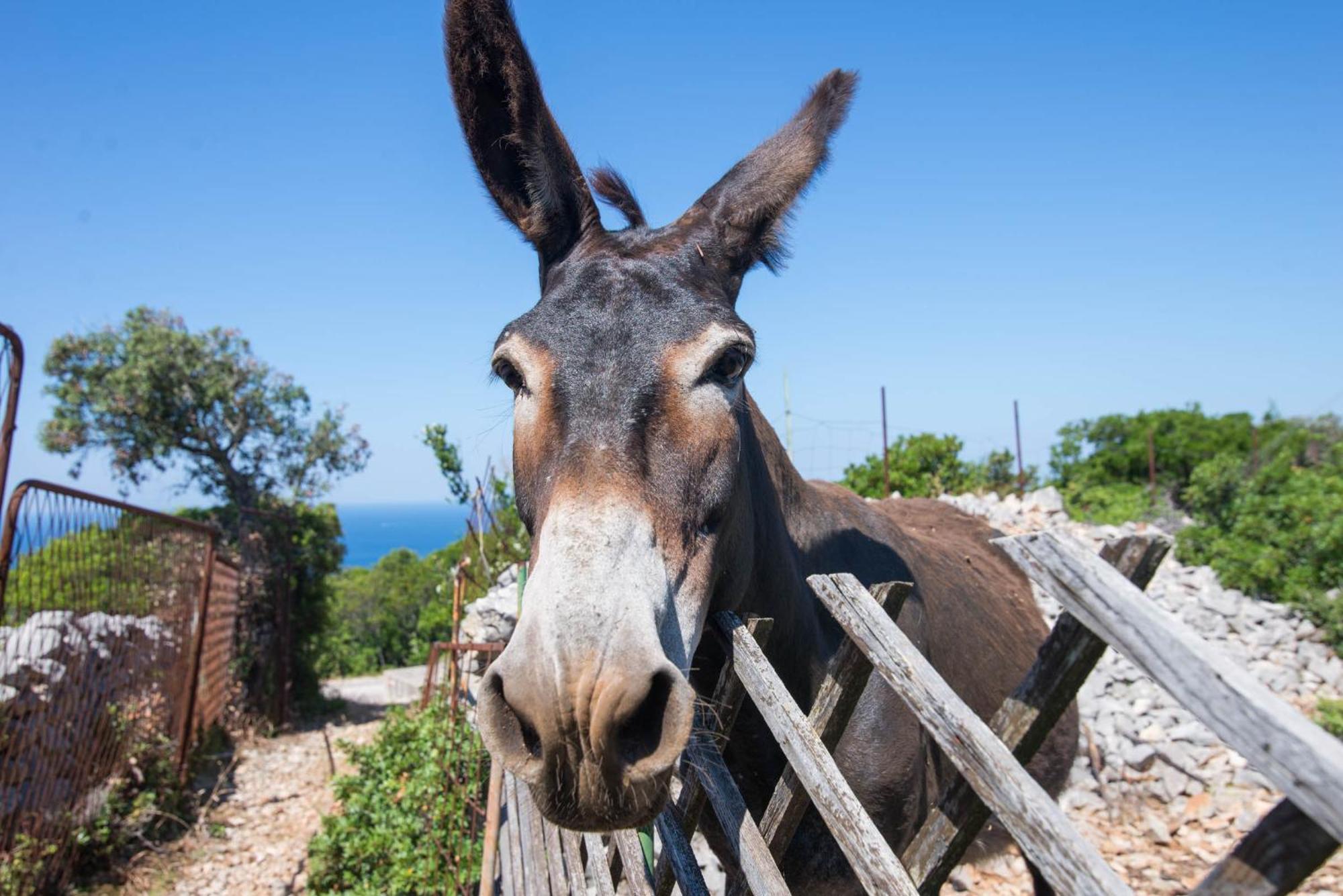 Apartamento App Bonic Veli Lošinj Exterior foto