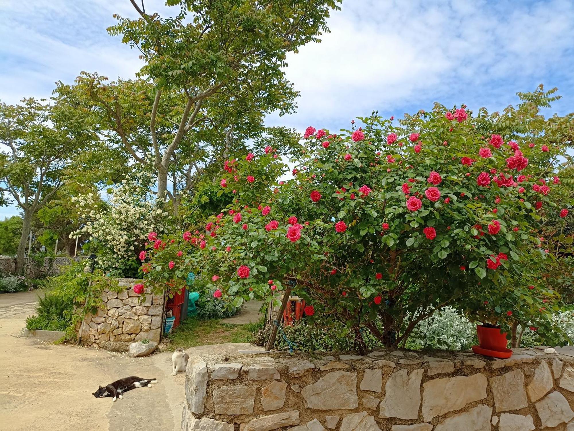 Apartamento App Bonic Veli Lošinj Exterior foto
