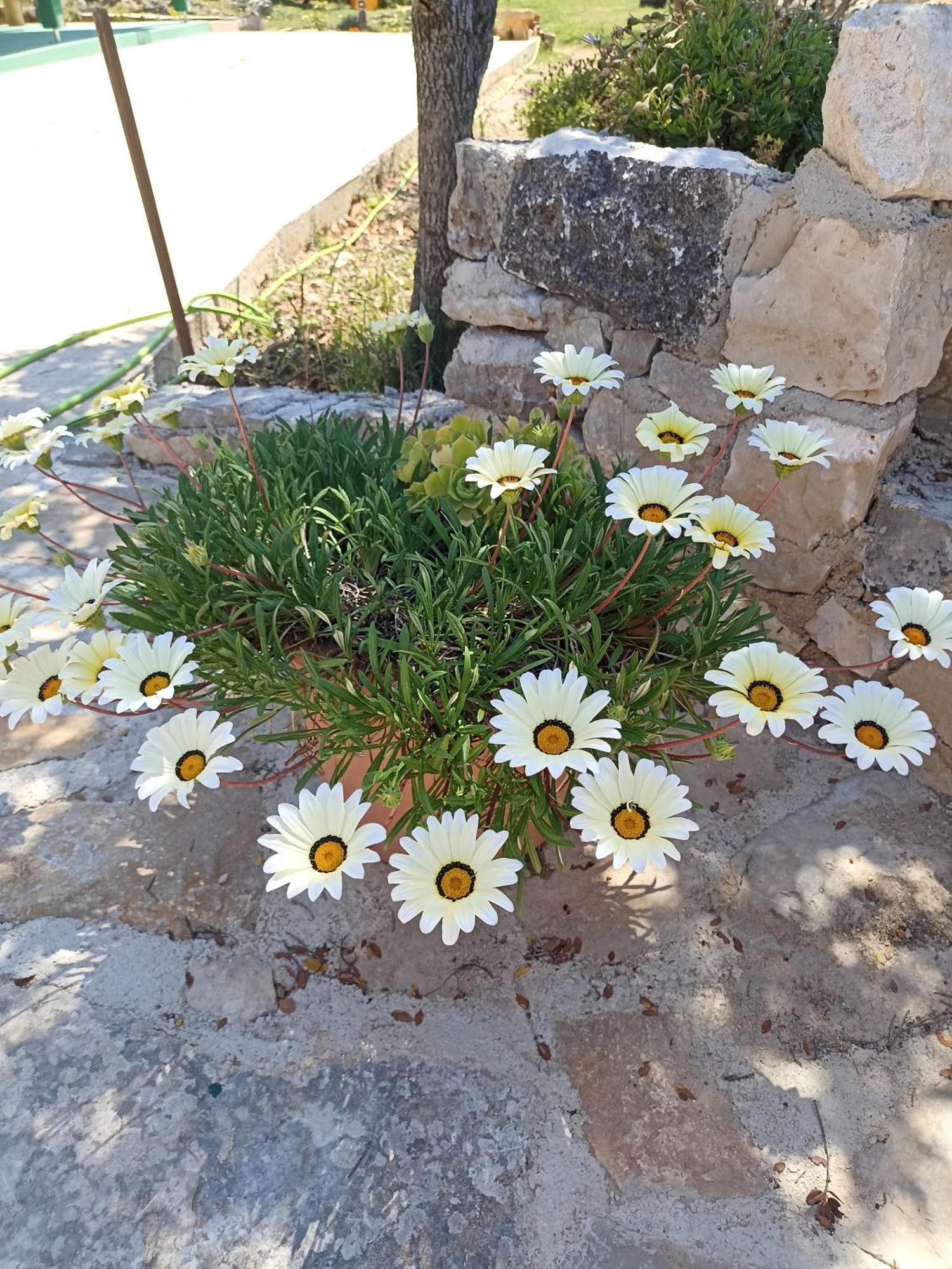 Apartamento App Bonic Veli Lošinj Exterior foto